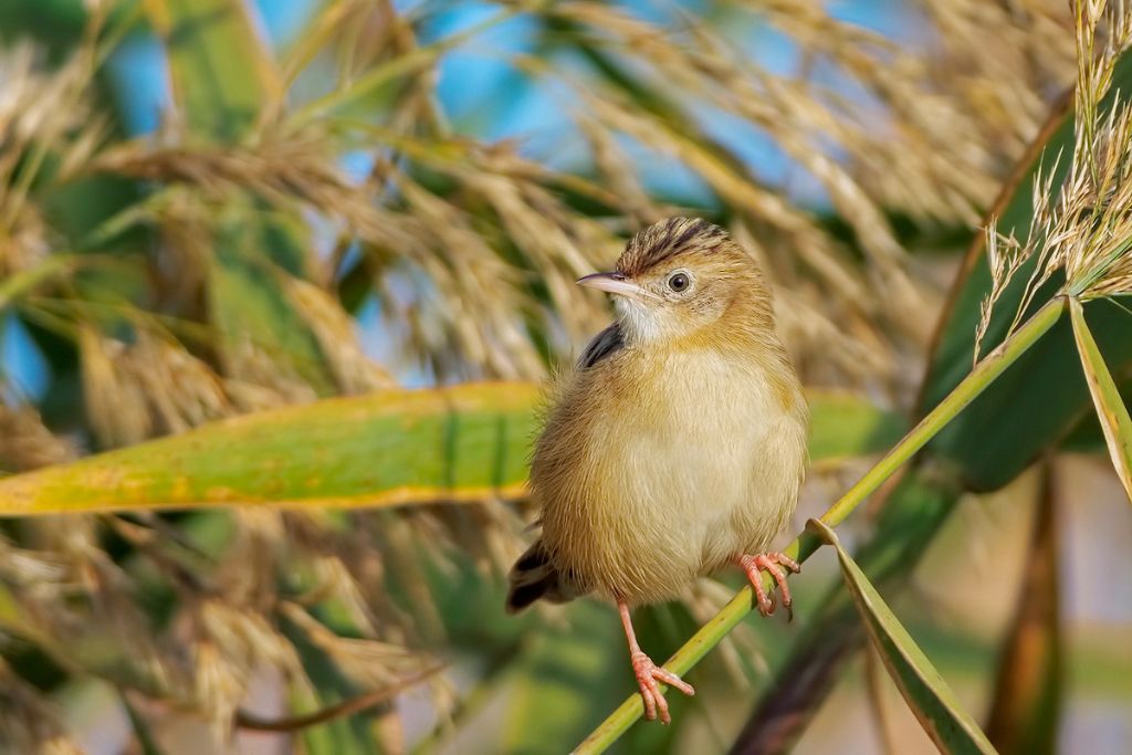 Beccamoschino (Cisticola juncidis)